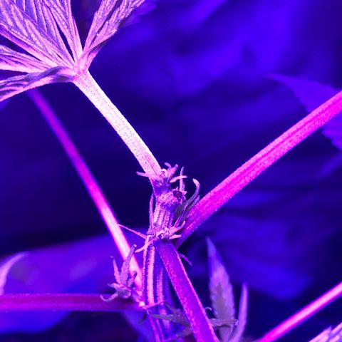 ZA CLONE growlog timeline photo