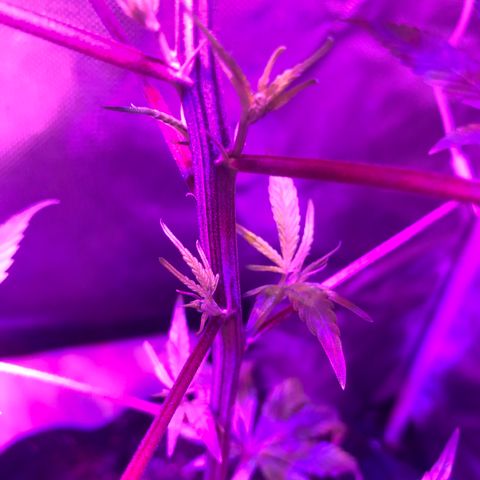 ZA CLONE growlog timeline photo