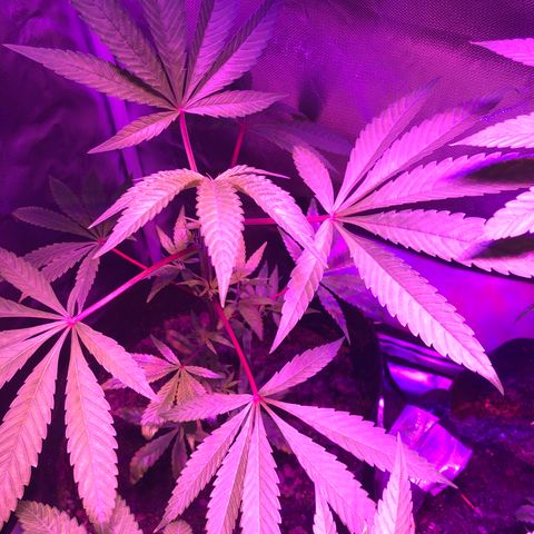 JANE 1 CLONE growlog timeline photo