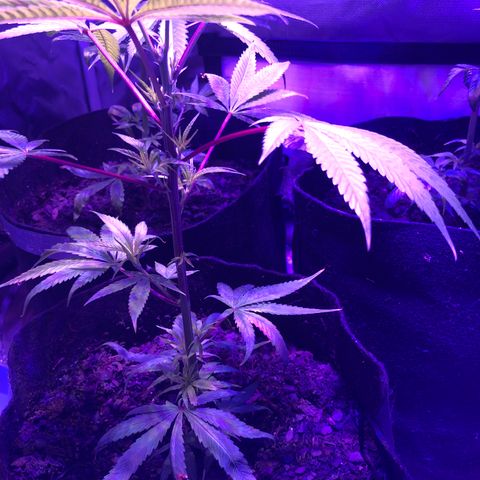 JANE 2 CLONE growlog timeline photo