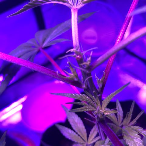 JANE 2 CLONE growlog timeline photo