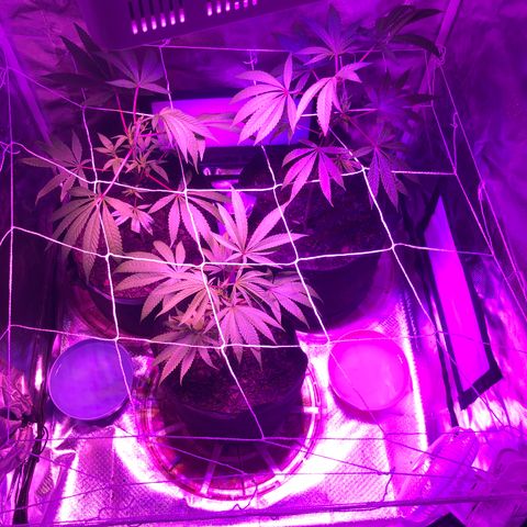 JANE 1 CLONE growlog timeline photo