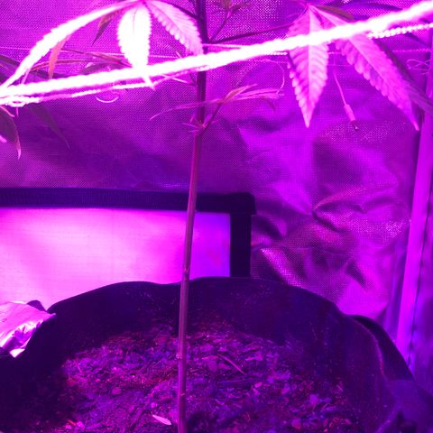 JANE 1 CLONE growlog timeline photo