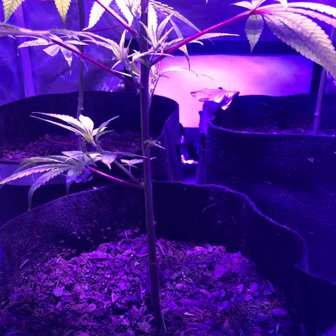 JANE 1 CLONE growlog timeline photo