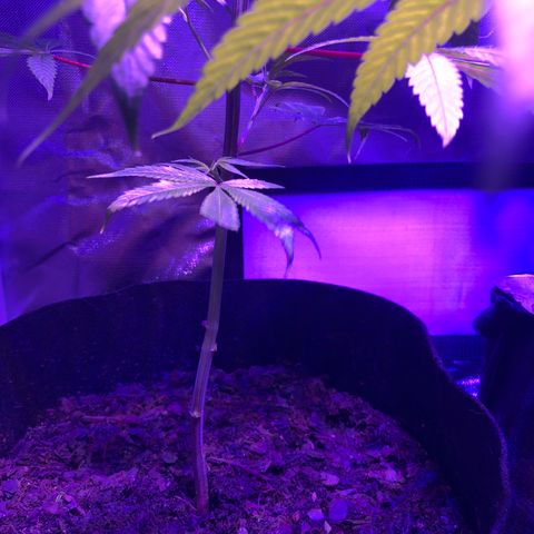 JANE 1 CLONE growlog timeline photo
