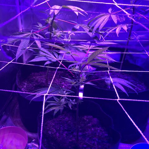 JANE 1 CLONE growlog timeline photo