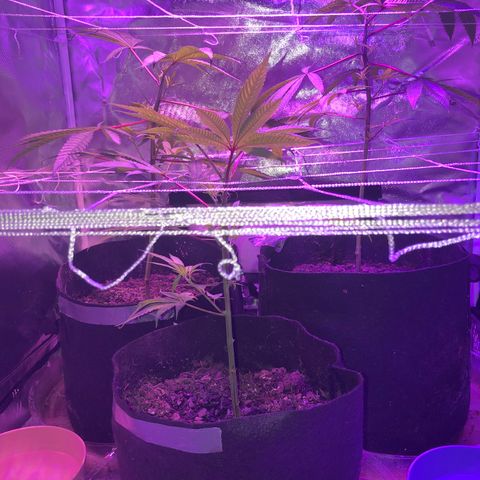 JANE 1 CLONE growlog timeline photo