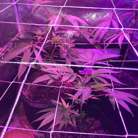 JANE 1 CLONE growlog timeline photo