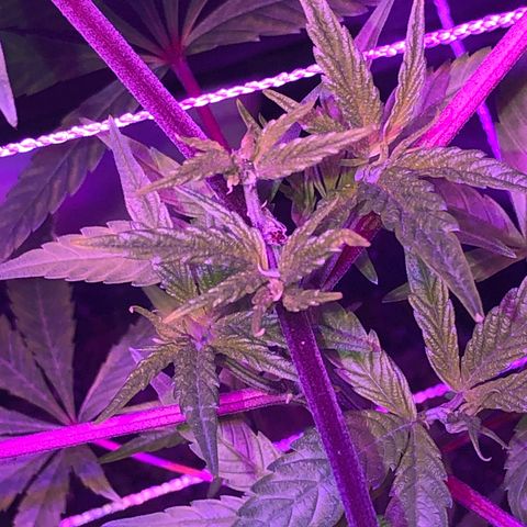 JANE 1 CLONE growlog photo: Added height to Jane 2 for even canopy 