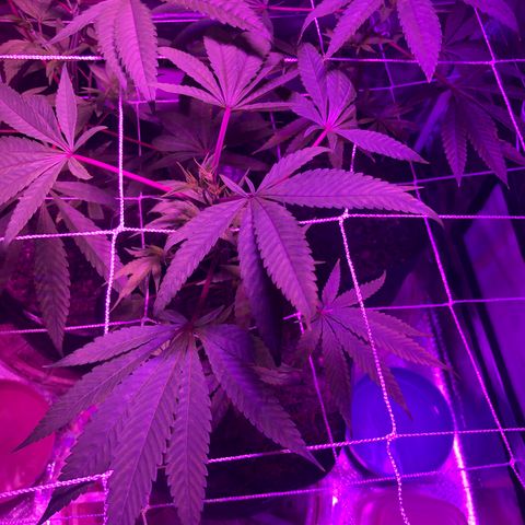 JANE 1 CLONE growlog photo: Added height to Jane 2 for even canopy 