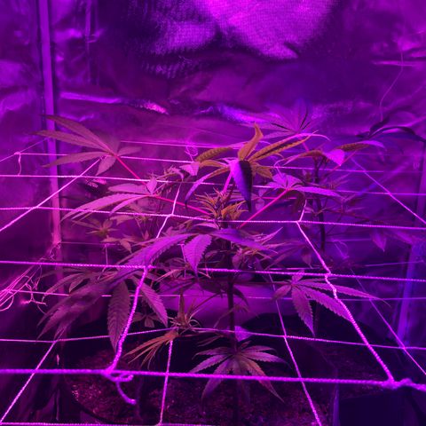 JANE 1 CLONE growlog photo: Added height to Jane 2 for even canopy 