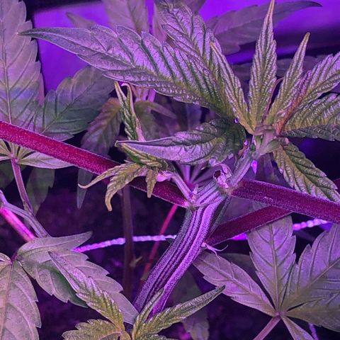 JANE 1 CLONE growlog photo: Added height to Jane 2 for even canopy 