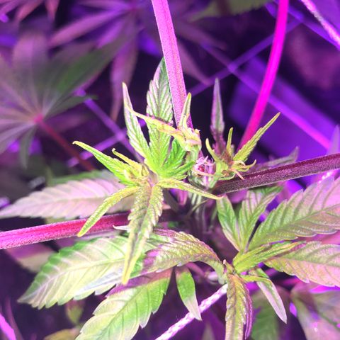 JANE 1 CLONE growlog photo: Added height to Jane 2 for even canopy 