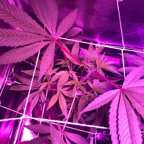 JANE 1 CLONE growlog photo: Added height to Jane 2 for even canopy 