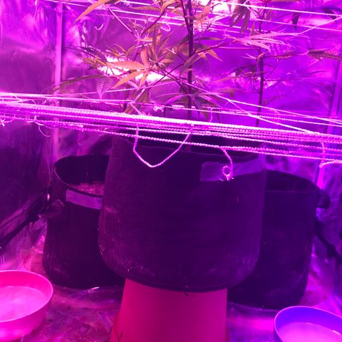 JANE 1 CLONE growlog photo: Added height to Jane 2 for even canopy 
