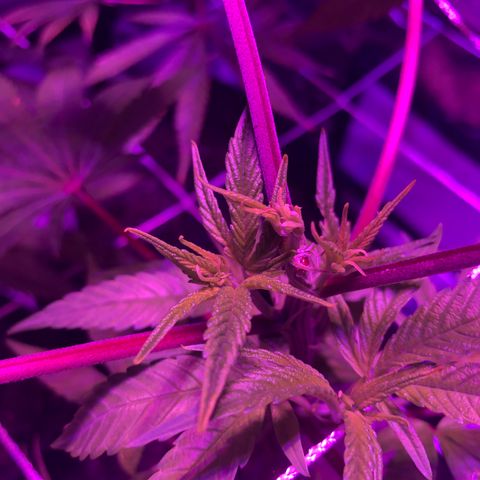 JANE 1 CLONE growlog photo: Added height to Jane 2 for even canopy 