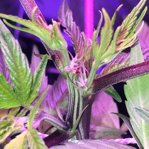 JANE 2 CLONE growlog timeline photo