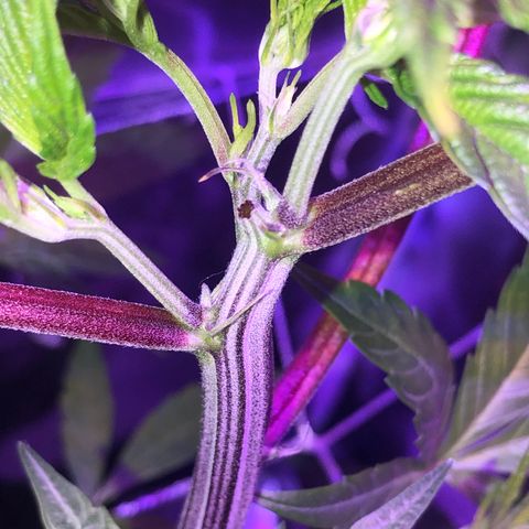 JANE 1 CLONE growlog photo: 6 days after topping. Plan on Fimming a side branch tomorrow 