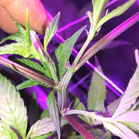 ZA CLONE growlog photo: 6 days after topping. Plan on Fimming a side branch tomorrow 