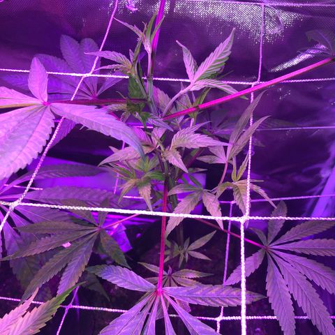 ZA CLONE growlog timeline photo