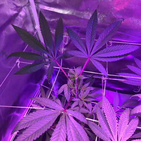 JANE 2 CLONE growlog timeline photo