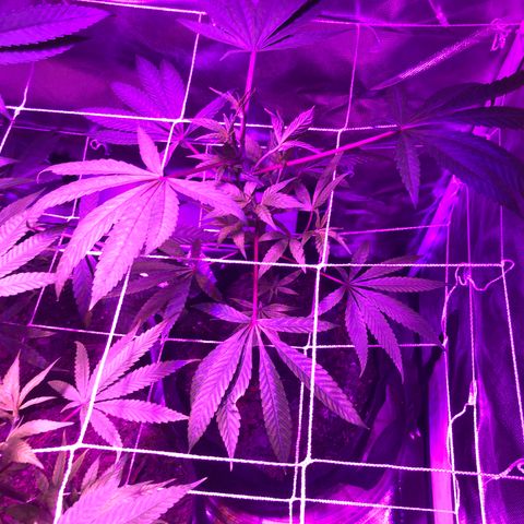 ZA CLONE growlog timeline photo