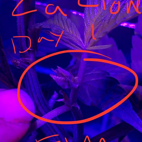ZA CLONE growlog timeline photo
