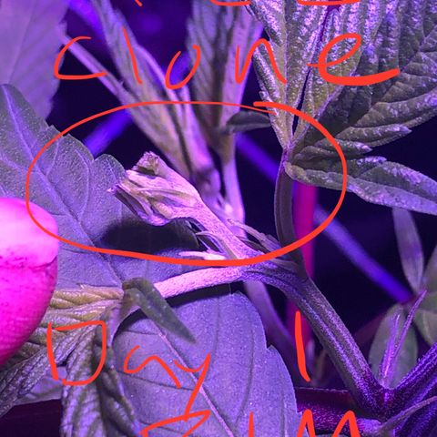 JANE 2 CLONE growlog timeline photo