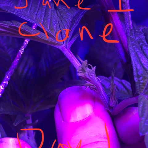 JANE 1 CLONE growlog timeline photo