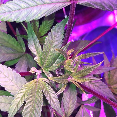 JANE 1 CLONE growlog photo: Day 1 AFTER FIMMING (8 days after topping) last picture you can see where I FIM’d and topped on Clone Jane 1 ANOTHER nice picture of where I find and topped on Clone Za. And Lastly Clone Jane 2