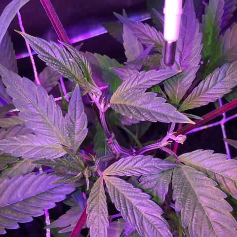 JANE 1 CLONE growlog photo: Day 1 AFTER FIMMING (8 days after topping) last picture you can see where I FIM’d and topped on Clone Jane 1 ANOTHER nice picture of where I find and topped on Clone Za. And Lastly Clone Jane 2