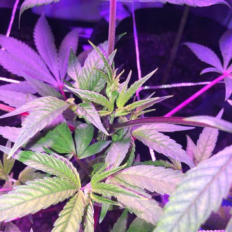 JANE 1 CLONE growlog photo: Day 1 AFTER FIMMING (8 days after topping) last picture you can see where I FIM’d and topped on Clone Jane 1 ANOTHER nice picture of where I find and topped on Clone Za. And Lastly Clone Jane 2