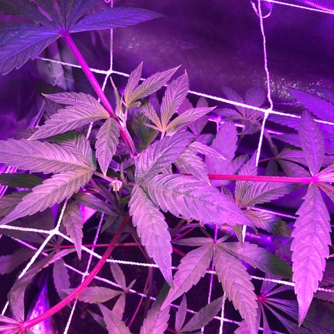 JANE 1 CLONE growlog photo: Day 1 AFTER FIMMING (8 days after topping) last picture you can see where I FIM’d and topped on Clone Jane 1 ANOTHER nice picture of where I find and topped on Clone Za. And Lastly Clone Jane 2