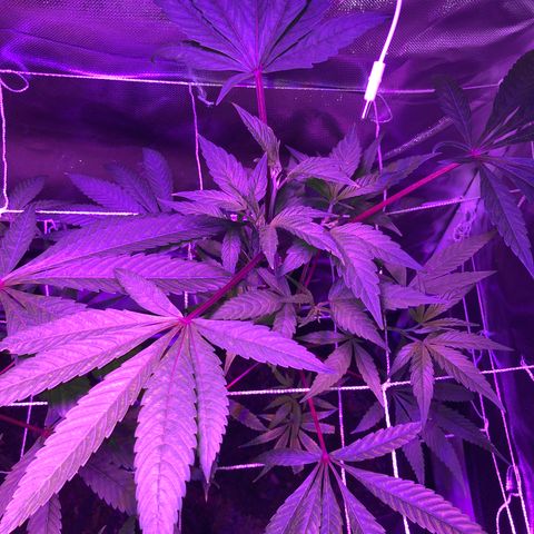 JANE 1 CLONE growlog photo: Day 1 AFTER FIMMING (8 days after topping) last picture you can see where I FIM’d and topped on Clone Jane 1 ANOTHER nice picture of where I find and topped on Clone Za. And Lastly Clone Jane 2