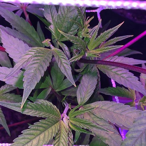 JANE 1 CLONE growlog timeline photo