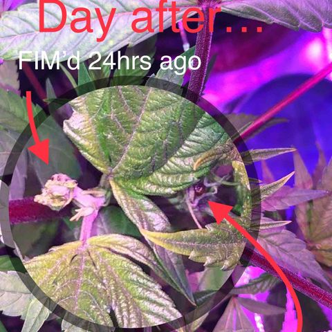 ZA CLONE growlog timeline photo
