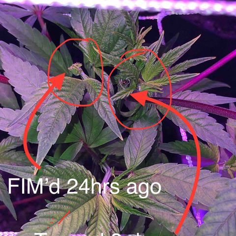 JANE 2 CLONE growlog timeline photo