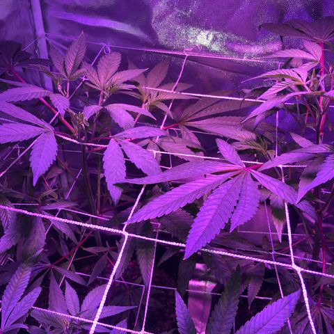 ZA CLONE growlog timeline photo