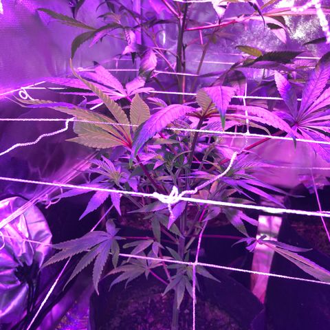 JANE 2 CLONE growlog timeline photo