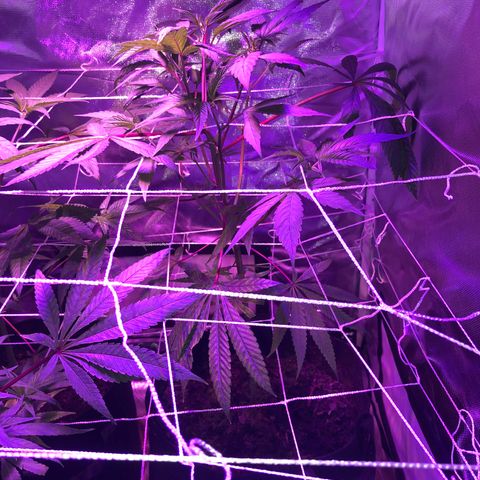JANE 1 CLONE growlog timeline photo