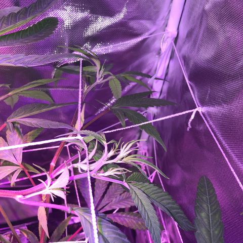 ZA CLONE growlog photo: Many flowering sites and the topping/Fimming looks good. I think i Have 3 stems from the FIM. Not sure. 