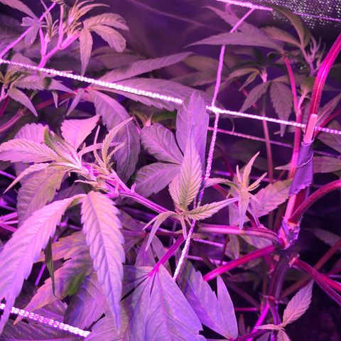 ZA CLONE growlog photo: Many flowering sites and the topping/Fimming looks good. I think i Have 3 stems from the FIM. Not sure. 