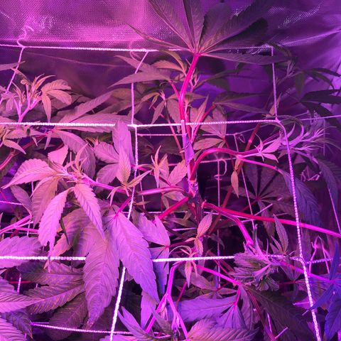 ZA CLONE growlog photo: Many flowering sites and the topping/Fimming looks good. I think i Have 3 stems from the FIM. Not sure. 