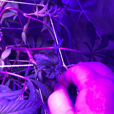 ZA CLONE growlog photo: Many flowering sites and the topping/Fimming looks good. I think i Have 3 stems from the FIM. Not sure. 