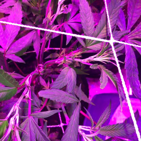 JANE 2 CLONE growlog photo: Many flowering sites and the topping/Fimming looks good. I think i Have 3 stems from the FIM. Not sure. 