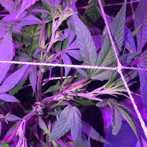 JANE 2 CLONE growlog photo: Many flowering sites and the topping/Fimming looks good. I think i Have 3 stems from the FIM. Not sure. 
