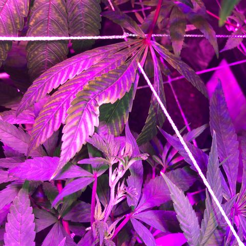 JANE 2 CLONE growlog photo: Many flowering sites and the topping/Fimming looks good. I think i Have 3 stems from the FIM. Not sure. 