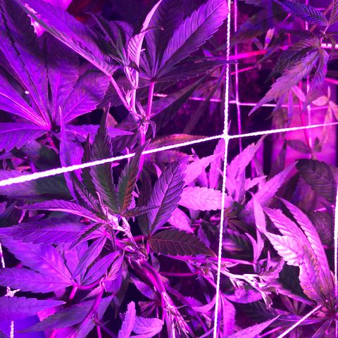 JANE 2 CLONE growlog photo: Many flowering sites and the topping/Fimming looks good. I think i Have 3 stems from the FIM. Not sure. 