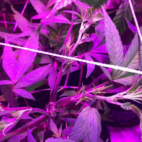 JANE 2 CLONE growlog photo: Many flowering sites and the topping/Fimming looks good. I think i Have 3 stems from the FIM. Not sure. 