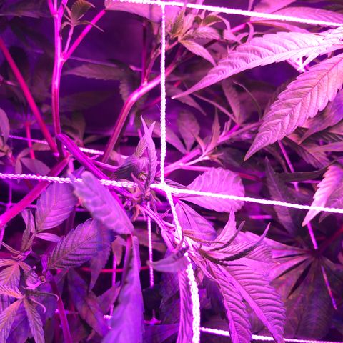 JANE 1 CLONE growlog photo: Many flowering sites and the topping/Fimming looks good. I think i Have 3 stems from the FIM. Not sure. 